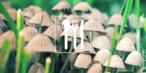 The Effects of Magic Mushrooms Magic Mushrooms at Zoomies Canada