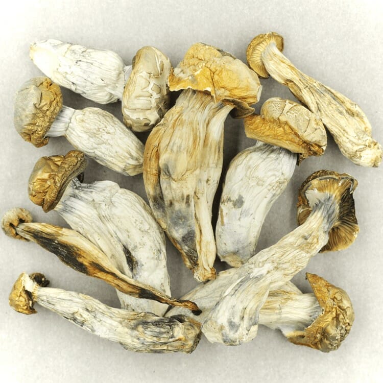 Melmac Shrooms Mush Melmac