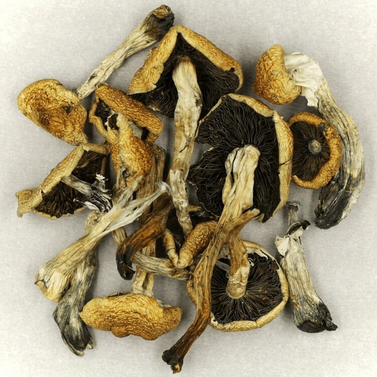 Malabar at Zoomies Canada