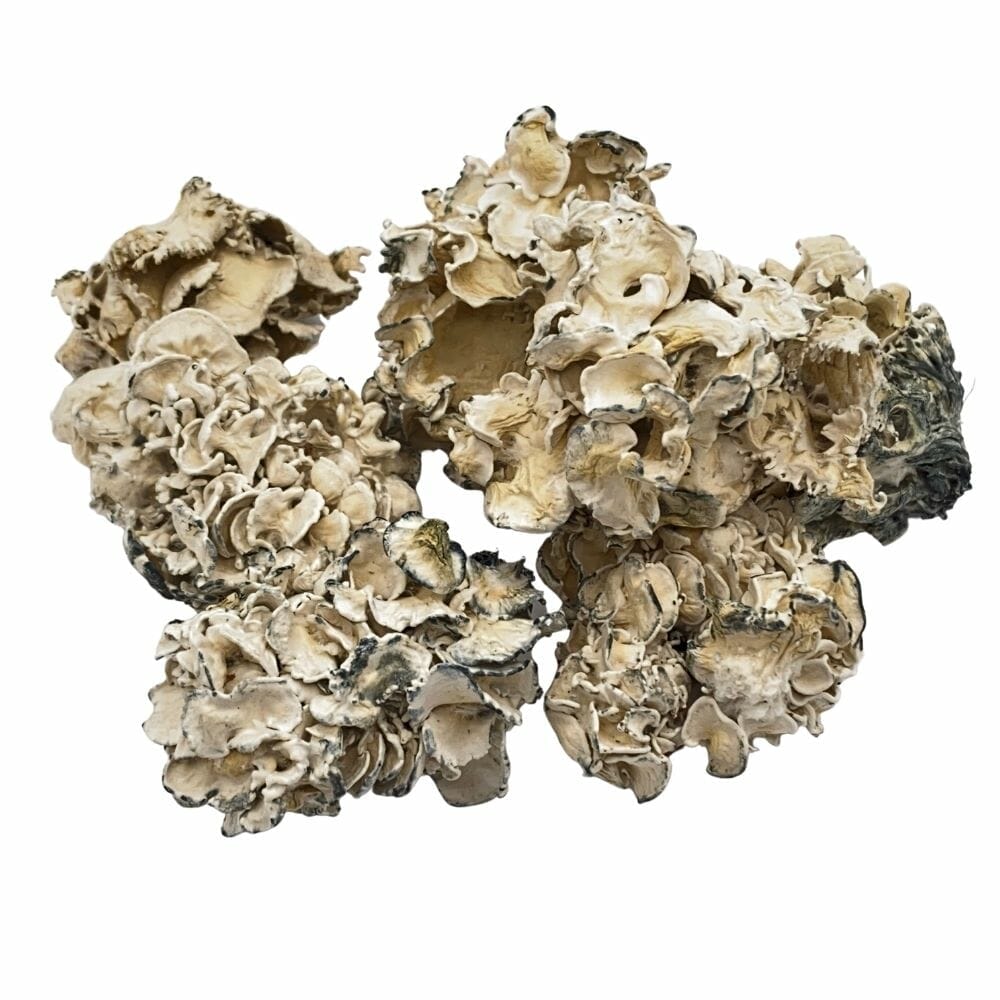 Enigma at Zoomies Canada