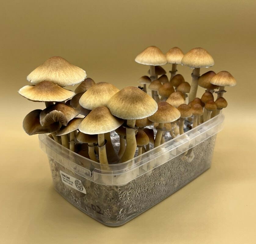 Shroombox - Blue Meanie