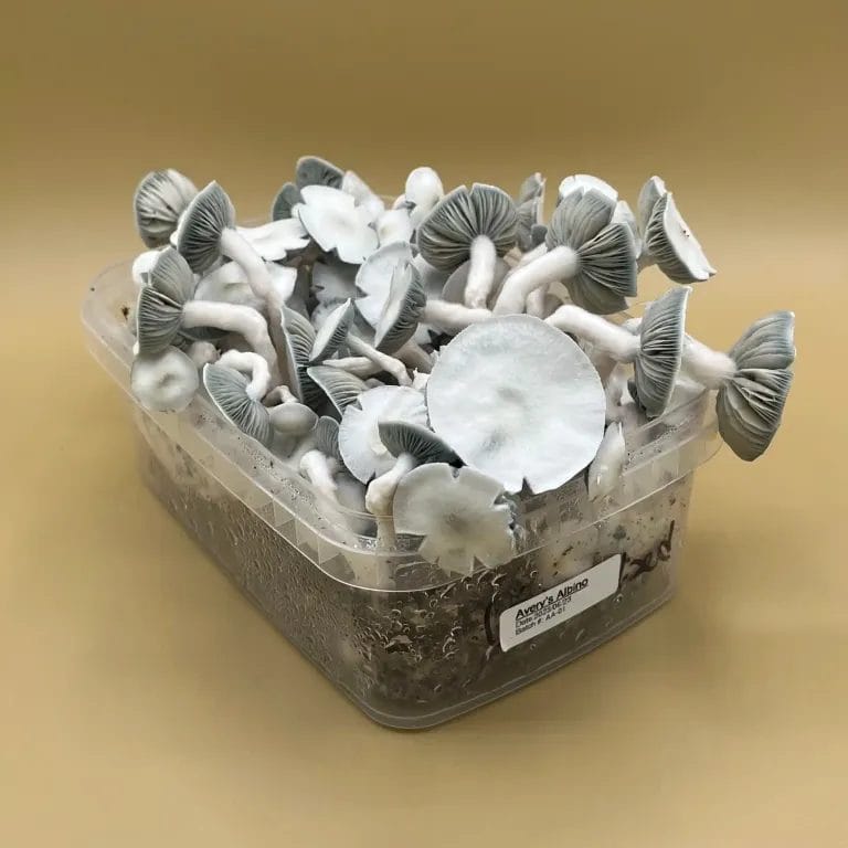 averys albino Shroombox - Avery's Albino at Zoomies Canada - Shrooms online
