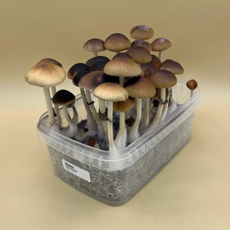malabar Affordable Shroombox - Malabar at Zoomeis Canada - Shrooms online